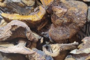 Callampas secas 100 gr